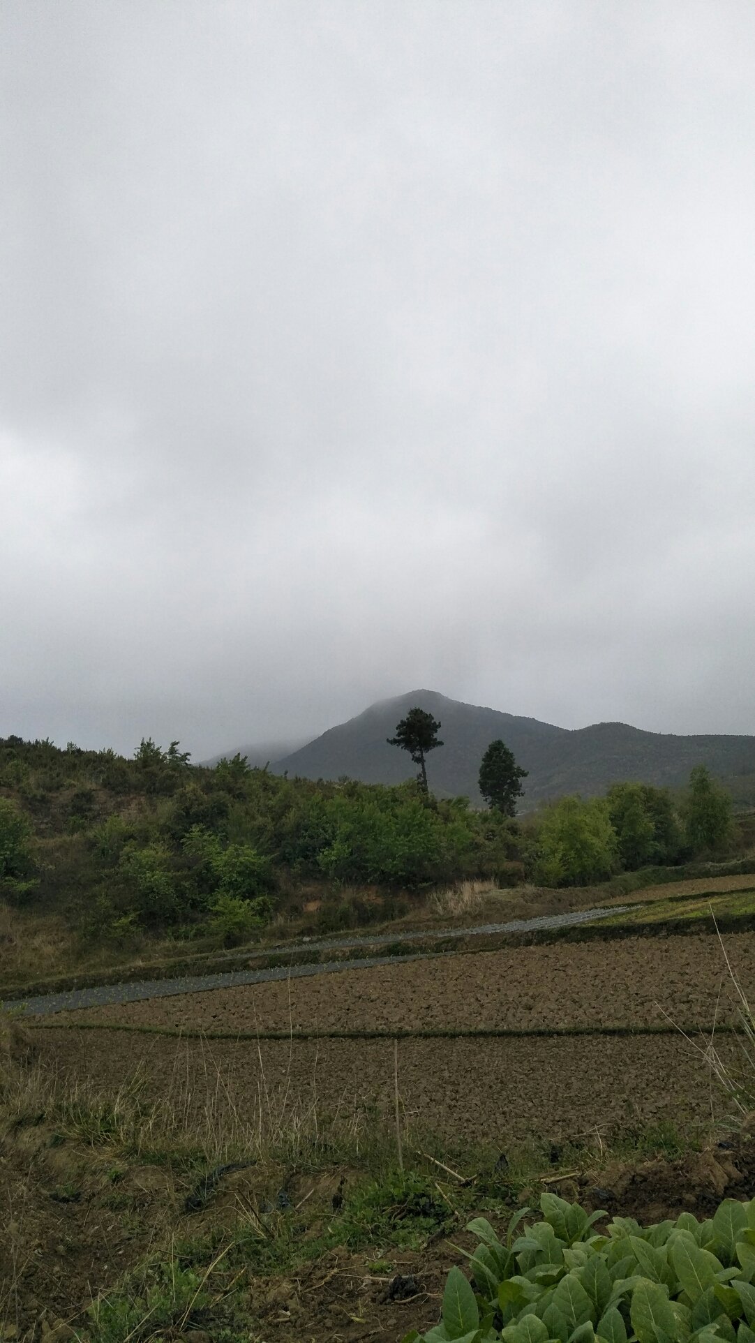 灿干村委会天气预报更新通知